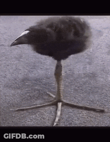 A Black Bird With A White Head Is Standing On A Concrete Surface GIF