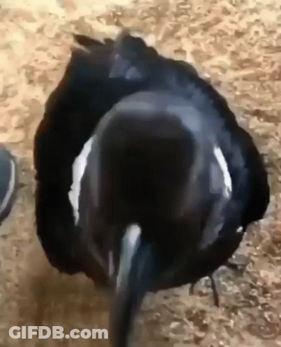 A Black Bird With A White Stripe On Its Tail Is Standing On The Ground . GIF