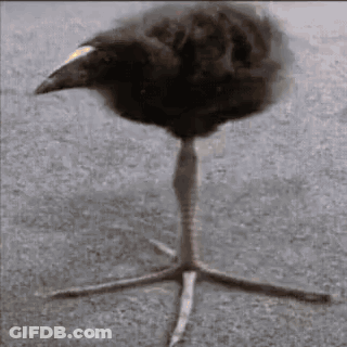 A Black Bird With A Yellow Beak Is Standing On A Tall Leg GIF