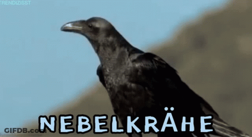 A Black Bird With The Word Nebelkrahe Written On The Bottom GIF