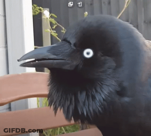 A Black Bird With White Eyes Sits On A Bench GIF