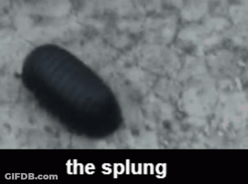 A Black Bug Is Crawling On A Gray Surface With The Words The Splung Above It GIF