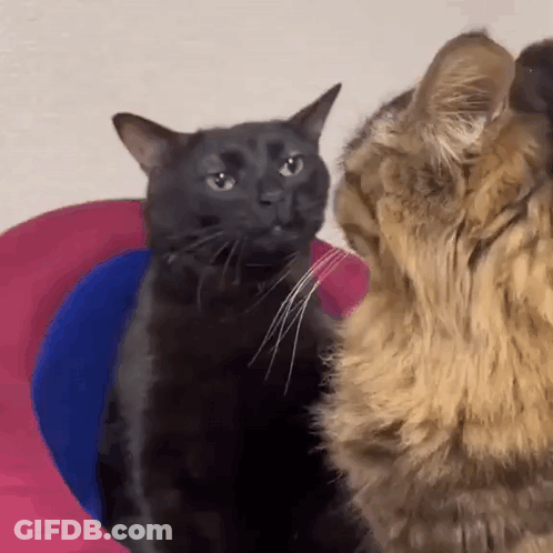 A Black Cat And A Brown Cat Are Looking At Each Other In A Room . GIF