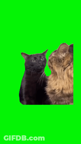 A Black Cat And A Brown Cat On A Green Screen GIF