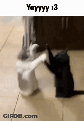 A Black Cat And A White Cat Are Playing With Each Other . GIF