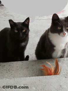 A Black Cat And A White Cat Are Sitting On A Concrete Surface GIF