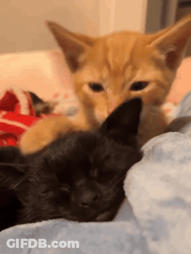 A Black Cat And An Orange Cat Are Laying On A Bed GIF