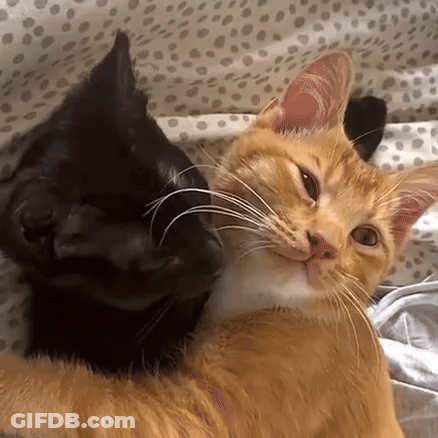 A Black Cat And An Orange Cat Are Laying On A Bed . GIF