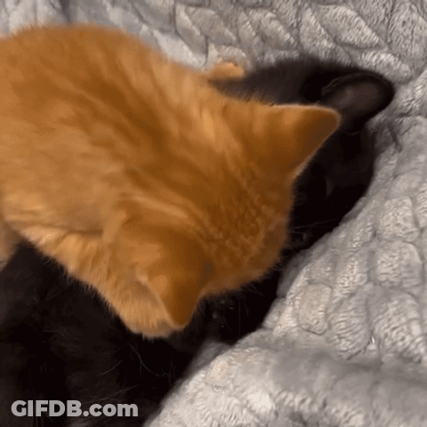 A Black Cat And An Orange Cat Laying On A Bed GIF