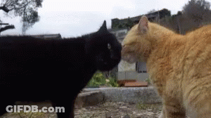 A Black Cat And An Orange Cat Standing Next To Each Other GIF