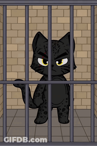 A Black Cat Is Behind Bars In A Prison Cell GIF