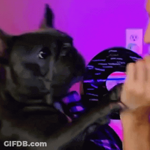 A Black Cat Is Being Held By A Person In Front Of A Purple Background GIF