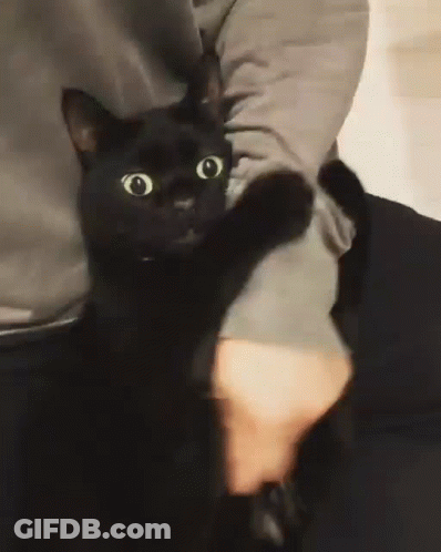 A Black Cat Is Being Held By A Person In Their Arms . GIF