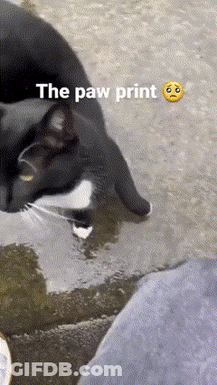 A Black Cat Is Drinking Water From A Plastic Container With The Paw Print Written On It GIF