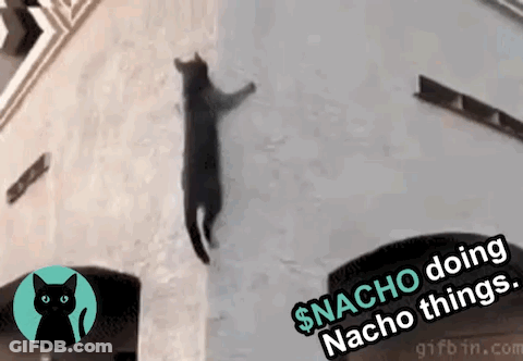 A Black Cat Is Hanging From The Side Of A Building And Doing Nacho Things . GIF