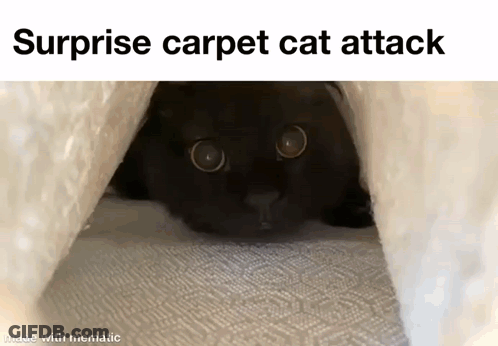 A Black Cat Is Hiding Under A White Blanket And Looking At The Camera . GIF