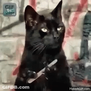 A Black Cat Is Holding A Knife Between Its Paws . GIF