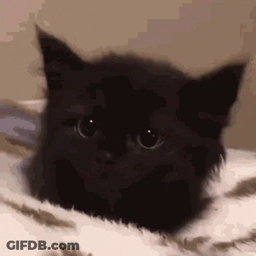 A Black Cat Is Laying Down On A Bed And Looking At The Camera . GIF