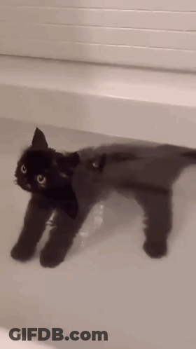 A Black Cat Is Laying In A Bathtub And Looking At The Camera . GIF
