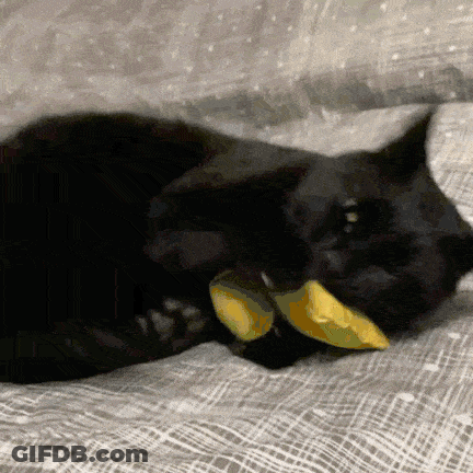 A Black Cat Is Laying On A Bed And Eating A Slice Of Lemon GIF