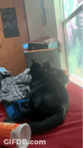 A Black Cat Is Laying On A Bed Next To A Container Of Doritos GIF