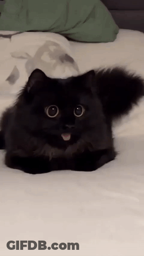 A Black Cat Is Laying On A Bed With Its Tongue Hanging Out GIF
