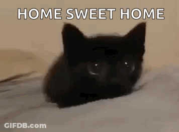 A Black Cat Is Laying On A Bed With The Words `` Home Sweet Home '' Written On It . GIF
