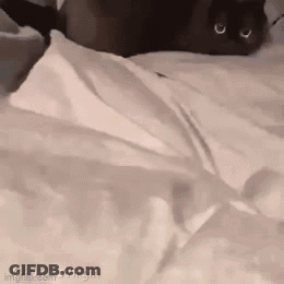 A Black Cat Is Laying On A Bed With White Sheets And Looking At The Camera . GIF
