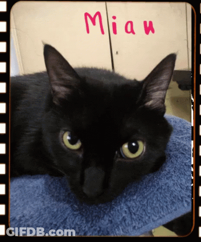 A Black Cat Is Laying On A Blue Towel With The Word Miau Written On The Top GIF