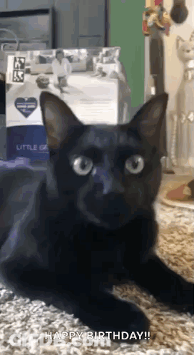 A Black Cat Is Laying On A Carpet With A Happy Birthday Message GIF