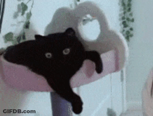 A Black Cat Is Laying On A Pink Couch GIF