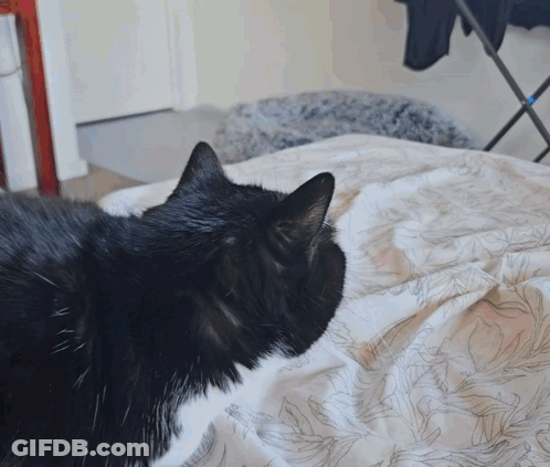 A Black Cat Is Laying On A White Blanket GIF