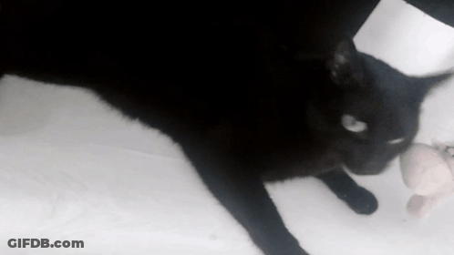A Black Cat Is Laying On A White Surface And Looking At The Camera GIF