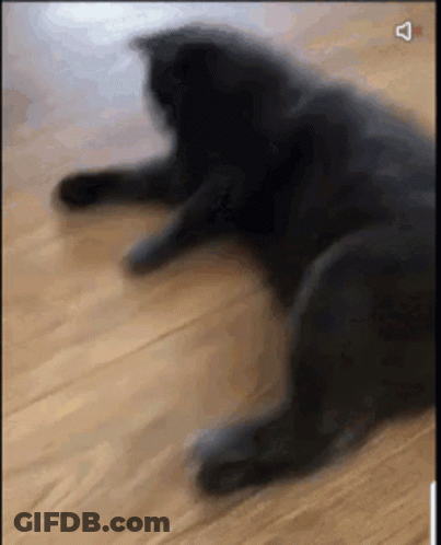 A Black Cat Is Laying On A Wooden Floor In A Blurry Photo . GIF