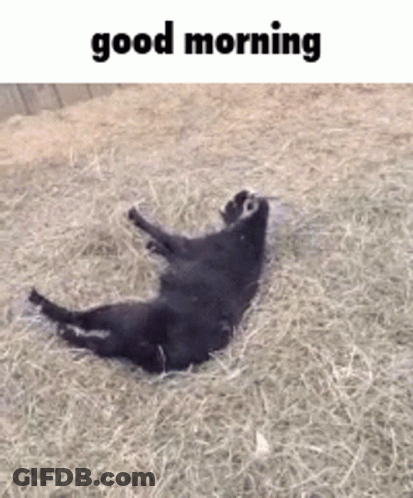 A Black Cat Is Laying On Its Back In A Pile Of Hay And Says Good Morning GIF