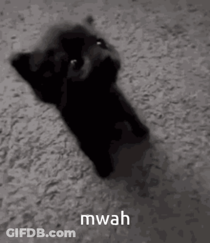 A Black Cat Is Laying On Its Back On A Carpet And Looking At The Camera . GIF