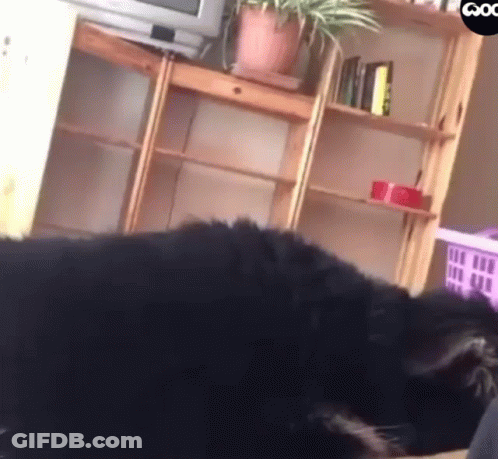 A Black Cat Is Laying On The Floor In A Living Room Next To A Shelf . GIF