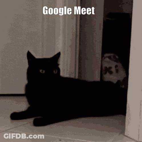 A Black Cat Is Laying On The Floor In Front Of A Door With The Words Google Meet Written Above It GIF