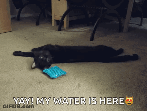 A Black Cat Is Laying On The Floor With A Blue Toy In Its Mouth And The Words Yay My Water Is Here Above It GIF