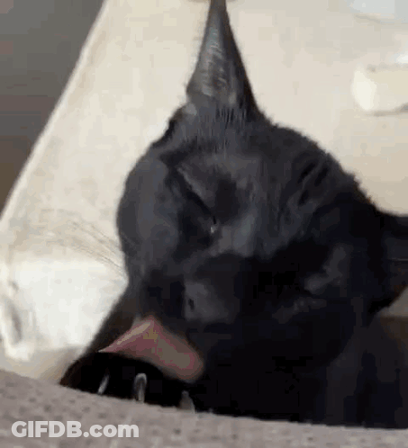A Black Cat Is Licking Its Paw While Laying On A Bed . GIF