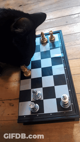 A Black Cat Is Looking At A Chess Board With A King And Queen On It GIF