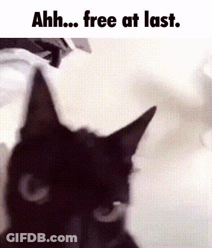 A Black Cat Is Looking At The Camera With The Words Ahh Free At Last Below It . GIF