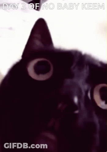 A Black Cat Is Looking At The Camera With The Words `` Day 3 Of No Baby Keem '' Above It . GIF