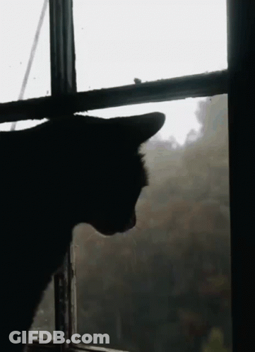 A Black Cat Is Looking Out Of A Window On A Cloudy Day GIF