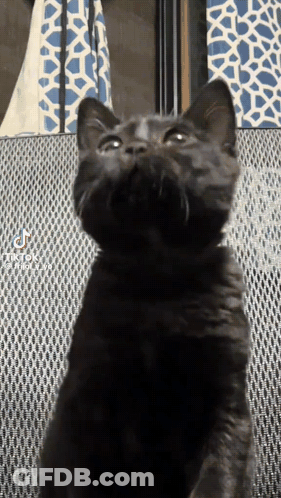 A Black Cat Is Looking Up At The Camera With A Tiktok Watermark GIF