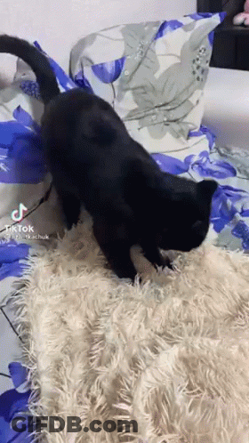 A Black Cat Is Playing On A Bed With A Blue And White Blanket . GIF