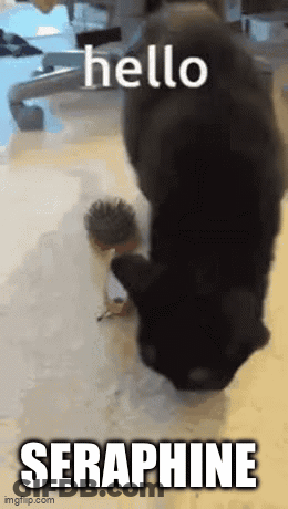 A Black Cat Is Playing With A Small Hedgehog And Says Hello Seraphine On The Bottom GIF