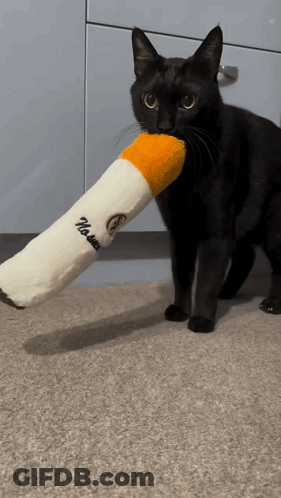 A Black Cat Is Playing With A Stuffed Cigarette That Says " No More " On It GIF