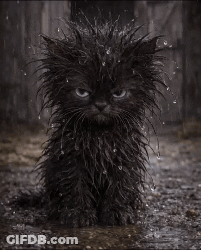 A Black Cat Is Sitting In A Puddle Of Water With Water Drops On Its Fur GIF