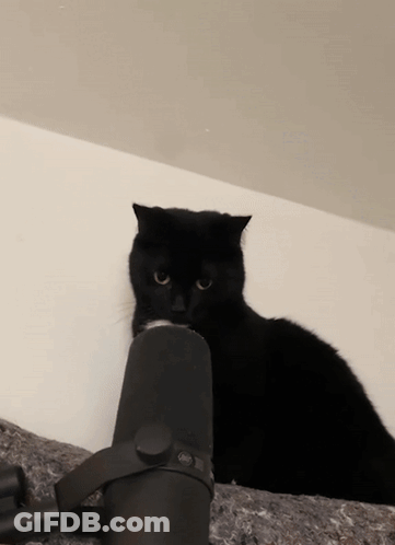 A Black Cat Is Sitting Next To A Microphone And Looking At The Camera GIF